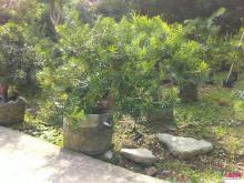 罗汉松盆景桩